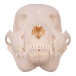 Real Domestic Dog Skull – Husky Puppy – 1.5 oz