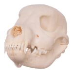 Real Domestic Dog Skull – Husky Puppy – 1.5 oz