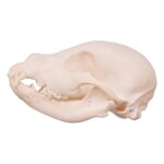 Real Domestic Dog Skull – Husky Puppy – 1.5 oz