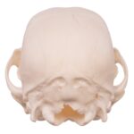 Real Domestic Dog Skull – Husky Puppy – 1.5 oz