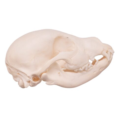Real Domestic Dog Skull - Husky Puppy - 1.5 oz