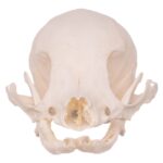 Real Domestic Dog Skull – Missing Teeth