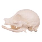 Real Domestic Dog Skull – Missing Teeth