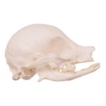 Real Domestic Dog Skull – Missing Teeth