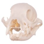 Real Domestic Dog Skull – Missing Teeth