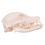 Real Domestic Dog Skull – Missing Teeth