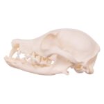 Real Domestic Dog Skull – Missing Teeth
