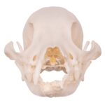 Real Domestic Dog Skull – Missing Teeth