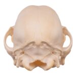 Real Domestic Dog Skull – Husky Puppy – 2.6 oz