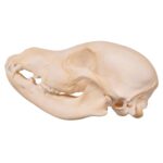Real Domestic Dog Skull – Husky Puppy – 2.6 oz