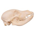Real Domestic Dog Skull – Husky Puppy – 2.6 oz