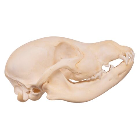 Real Domestic Dog Skull - Husky Puppy - 2.6 oz