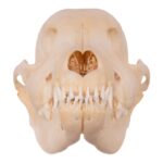 Real Domestic Dog Skull – Husky Puppy – 2.6 oz