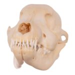 Real Domestic Dog Skull – Husky Puppy – 2.6 oz