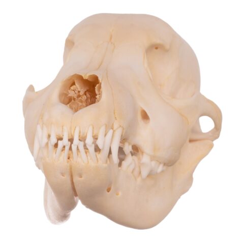 Real Domestic Dog Skull - Husky Puppy - 2.6 oz