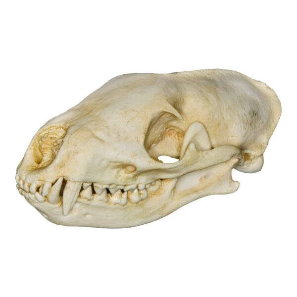 Replica Jackson’s Black-legged Mongoose Skull