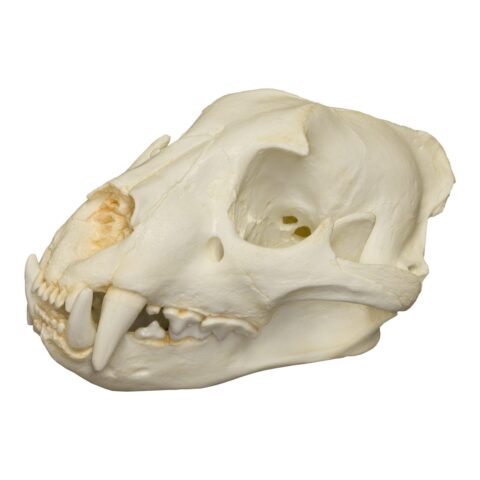 Replica Jaguar Skull - 400.0072 g