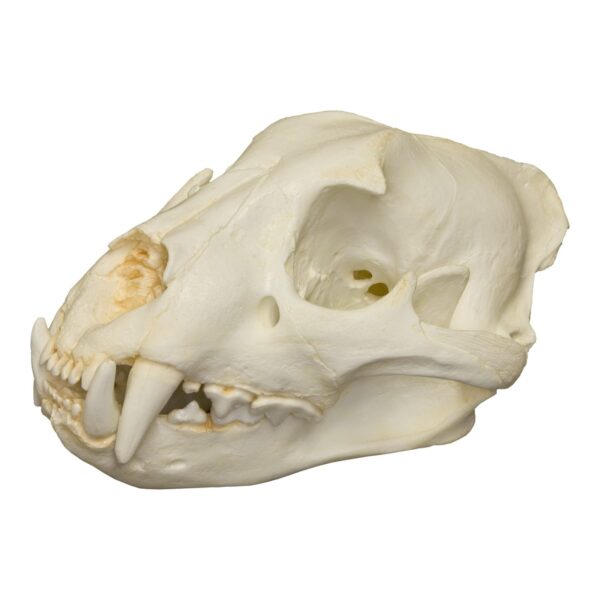 Replica Jaguar Skull – 400.0072 g