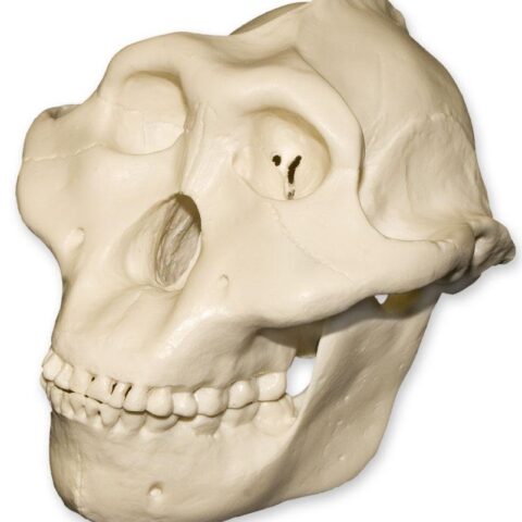 Replica Half Scale Primate Skull Australopithecus boisei