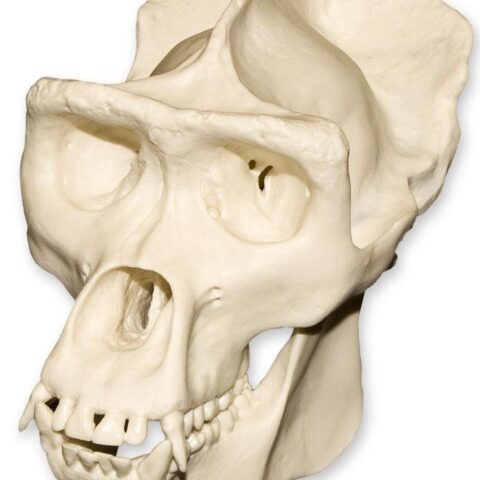 Replica Half Scale Primate Skull Gorilla