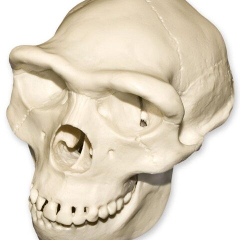 Replica Half Scale Primate Skull Homo erectus