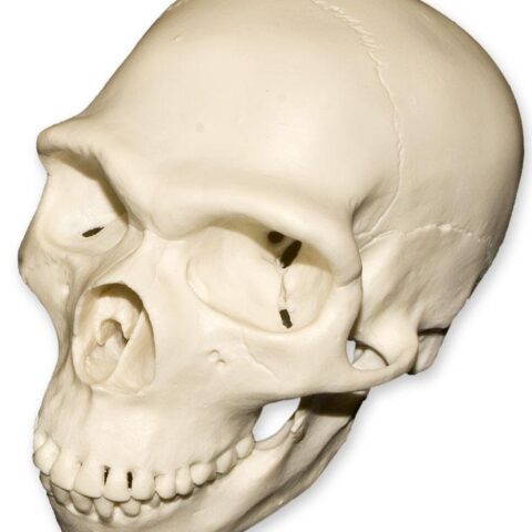 Replica Half Scale Primate Skull Homo neanderthalensis