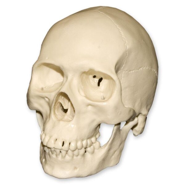 Replica Half Scale Primate Skull – Modern Human