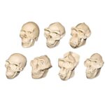 Replica Half Scale Primate Skulls – Set of 7