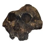 Replica KNM ER-406 Skull – Cranium Only