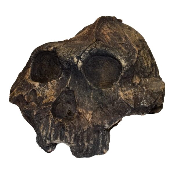Replica KNM ER-406 Skull – Cranium Only