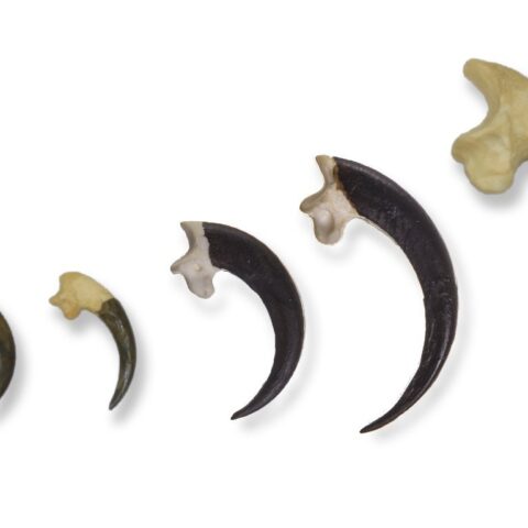 Replica Raptor Talons - Set of Six
