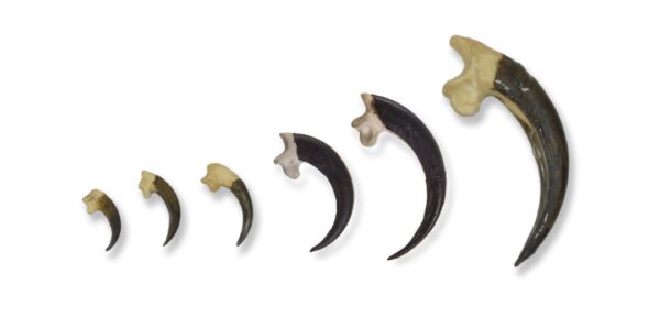 Replica Raptor Talons – Set of Six