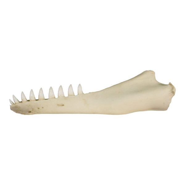 Replica False Killer Whale Half Jaw