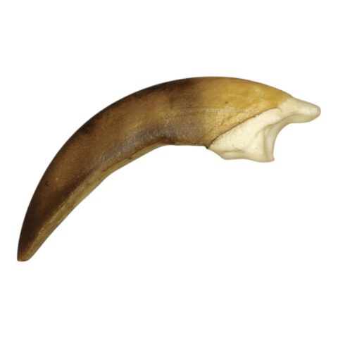 Replica Two-Toed Sloth Claw