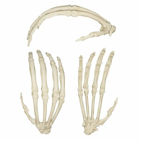 Replica Sumatran Orangutan Hand