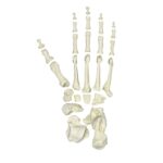 Replica Lowland Gorilla Foot
