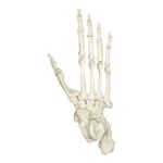 Replica Lowland Gorilla Foot