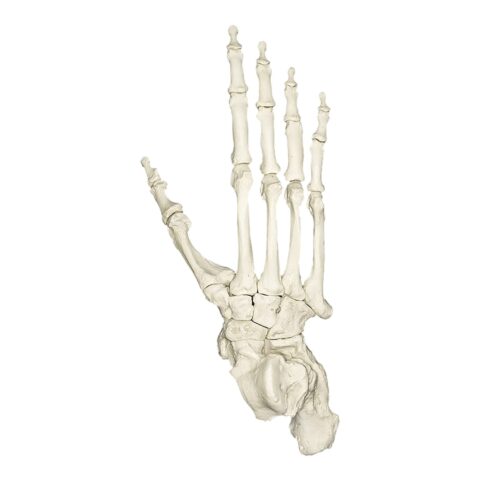 Replica Lowland Gorilla Foot