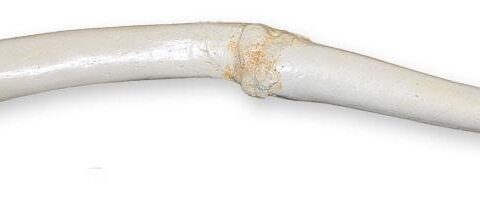 Replica Walrus Pathological Baculum