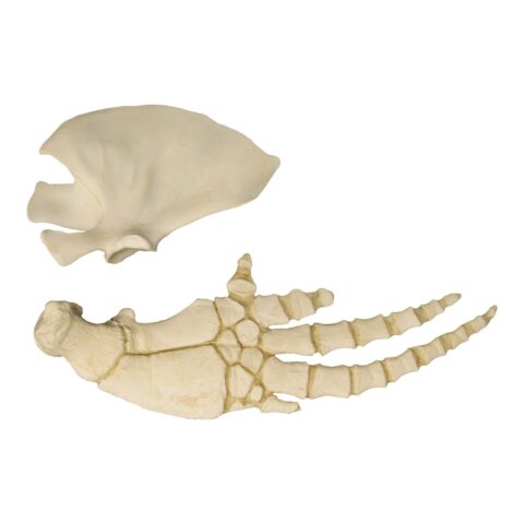 Replica Bottle-nosed Dolphin Pectoral Fin