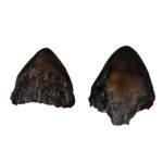 Replica Sumatran Rhinoceros Horns