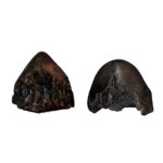 Replica Sumatran Rhinoceros Horns