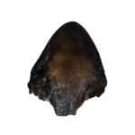 Replica Sumatran Rhinoceros Horns
