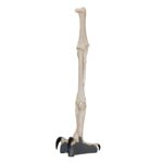 Replica Harpy Eagle Leg