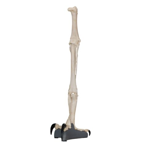 Replica Harpy Eagle Leg