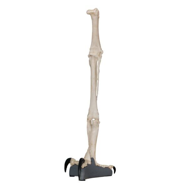 Replica Harpy Eagle Leg