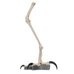 Replica Harpy Eagle Leg