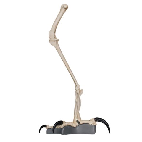Replica Harpy Eagle Leg