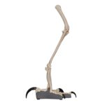 Replica Harpy Eagle Leg