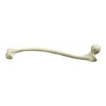 Replica Human Left Femur with Polio